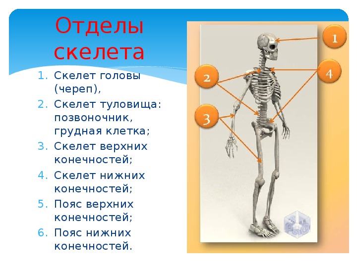 Отделы скелета человека. Строение скелета отделы скелета. Скелет головы, скелет туловища биология 8. Скелет человека состоит из отделов. Шесть отделов скелета человека.