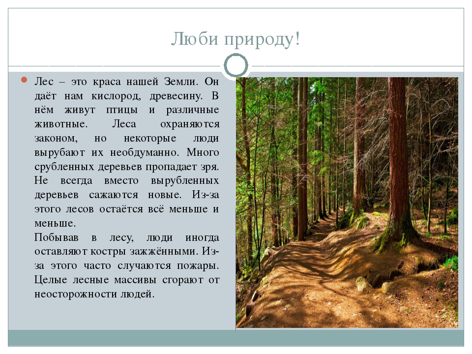 Доклад на тему природы с числительными. Рассказ о лесе. Рассказ о жизни леса. Сочинение про лес. Описание леса.
