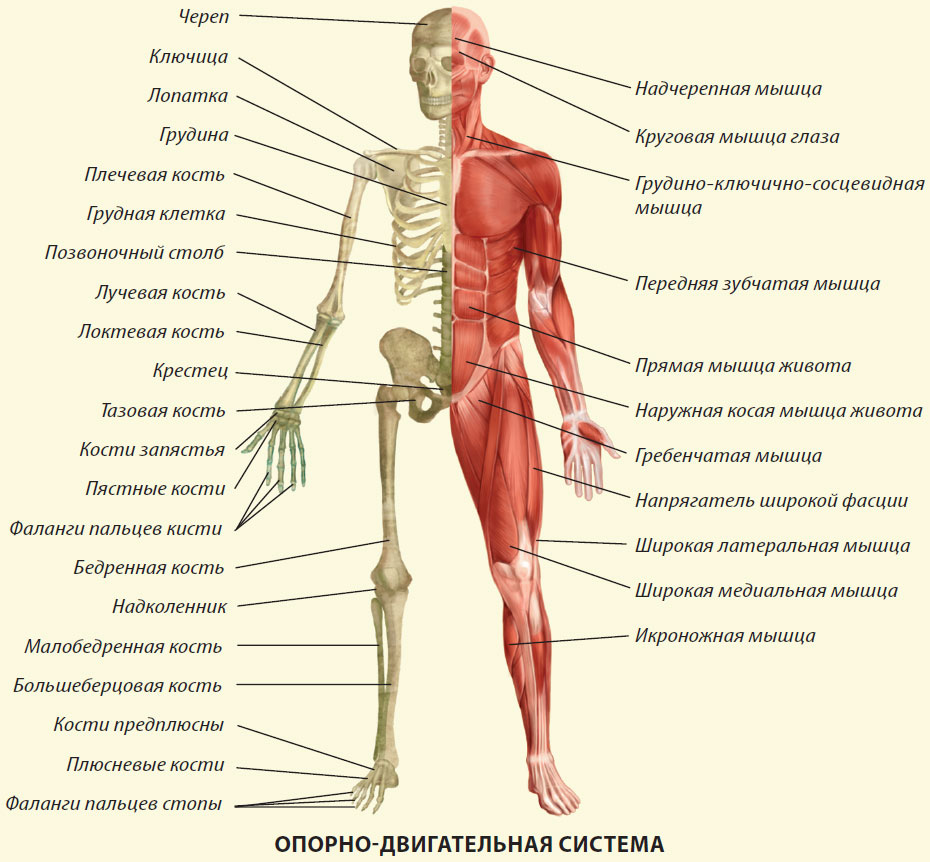 Анатомия человека кости и мышцы в картинках