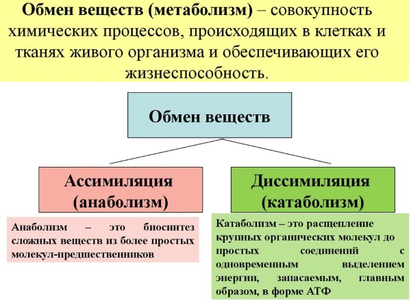 Метаболизм в организме человека. Что это такое простыми словами, как его улучшить