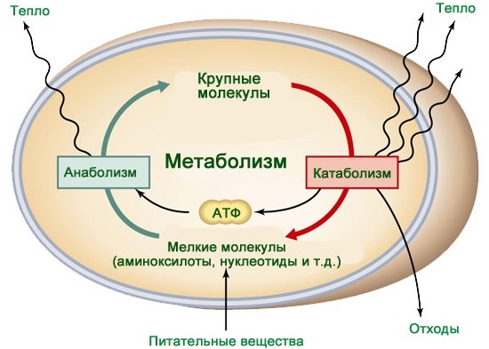 Метаболизм в организме человека. Что это такое простыми словами, как его улучшить