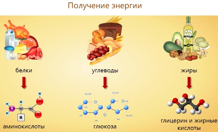 Метаболизм в организме человека. Что это такое простыми словами, как его улучшить