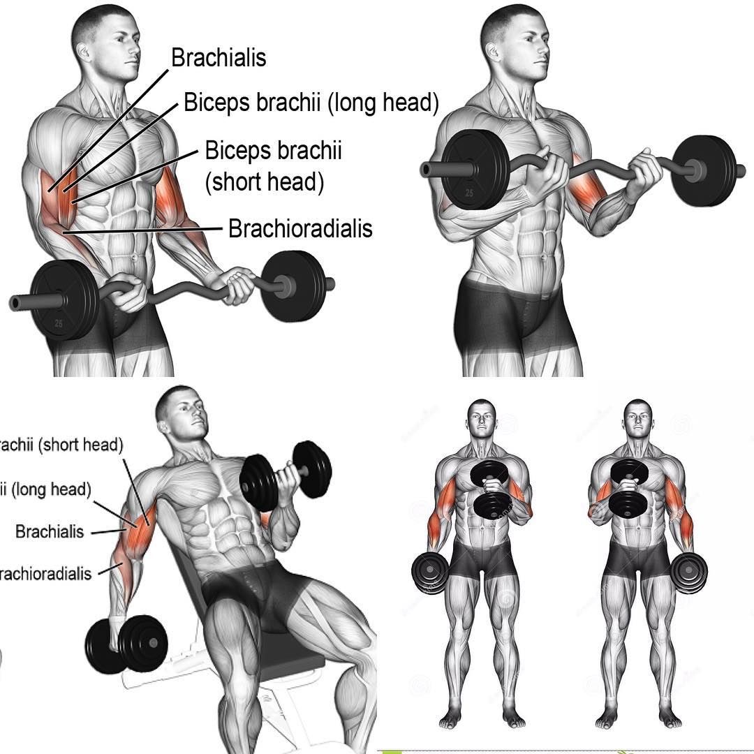 Включи тренировки на руки. Упражнения на бицепс в тренажерном зале. Упражнения на бицепс в тренажерном зале для мужчин. Базовые упражнения на бицепс в тренажерном зале для мужчин. Упражнения на бицепс в тренажерном зале для мужчин на массу.