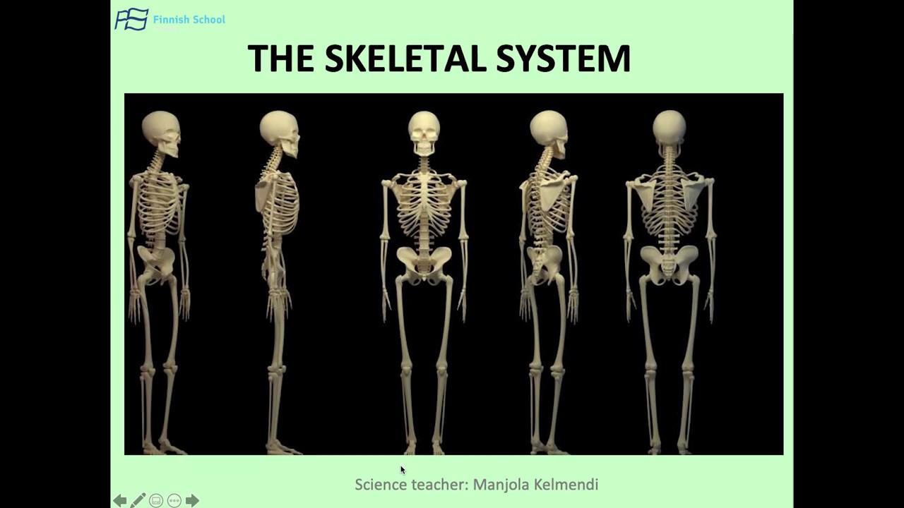Зачем скелет. Скелет. Человеческий скелет. Скелет анатомия. Скелет человека биология.
