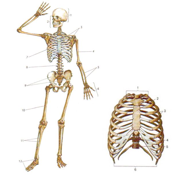 Кости человека схема с названиями