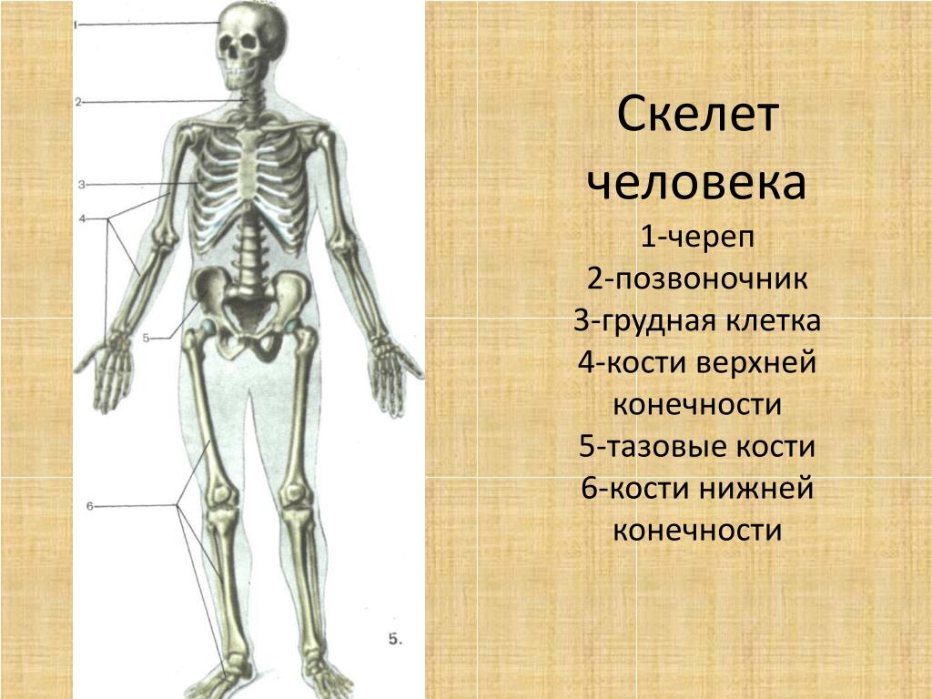 Скелет ответ. Строение скелета человека 3 класс окружающий мир. Тема урока скелет человека. Составные части скелета. Скелет человека презентация.