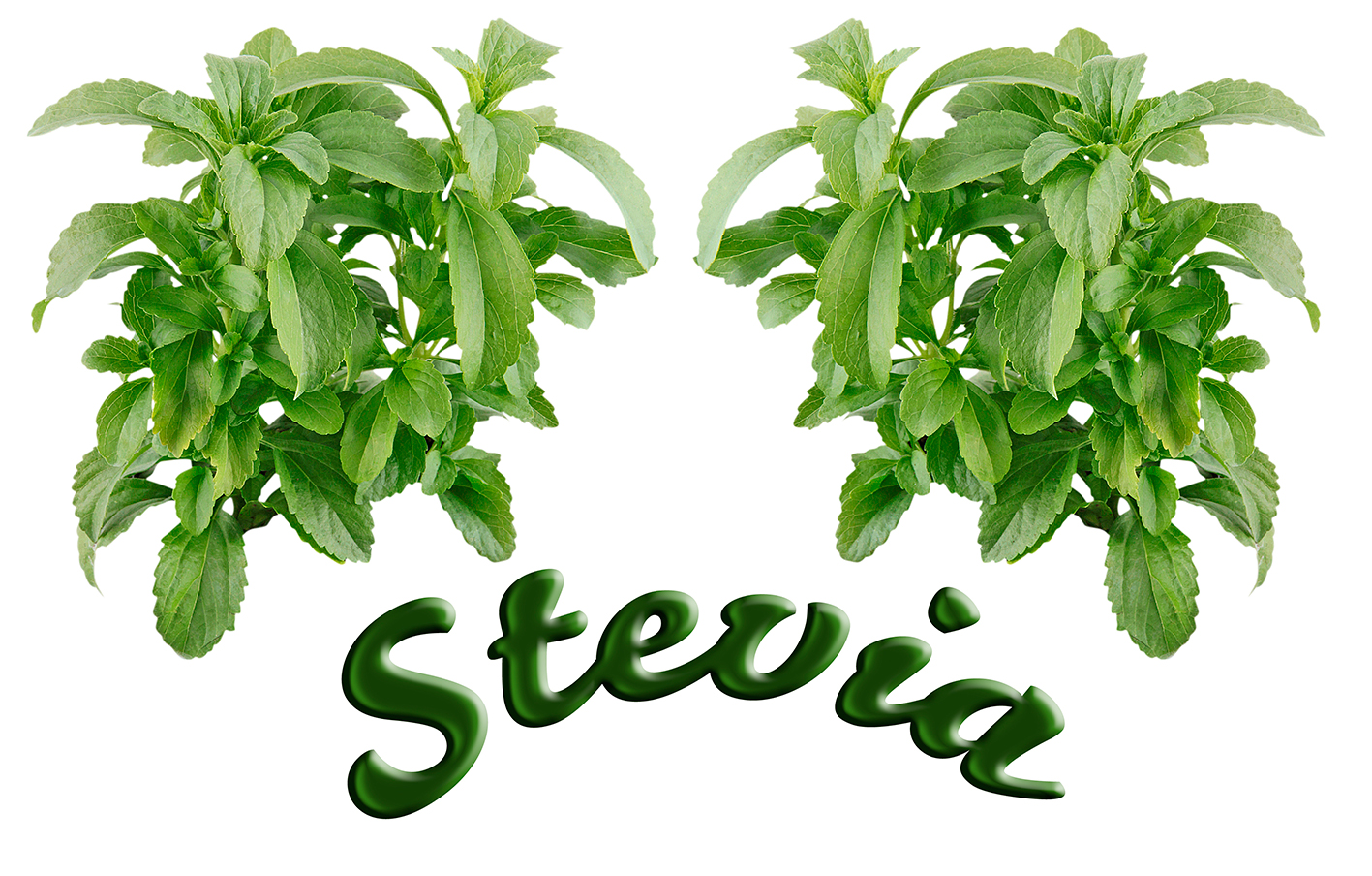 Стивия. Stevia rebaudiana. Кустарник стевия. Трава стевия. Стевия у́симлиги.