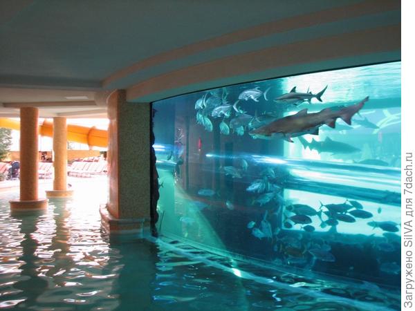 Бассейн Golden Nugget в Лас-Вегасе