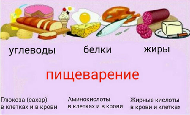 В каких продуктах находятся белки жиры. Белки жиры углеводы. Белки жиры углеводы в организме. Жиры и углеводы. Белки и углеводы.