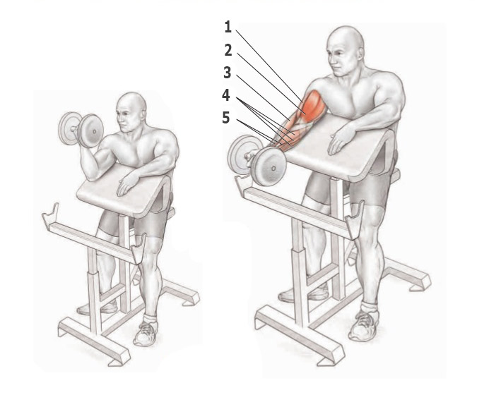 Сгибание одной руки на бицепс на скамье Скотта