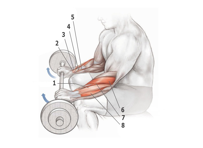 Разгибание запястий со штангой сидя