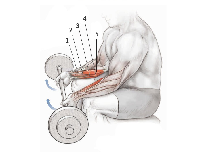 Сгибание запястий со штангой сидя