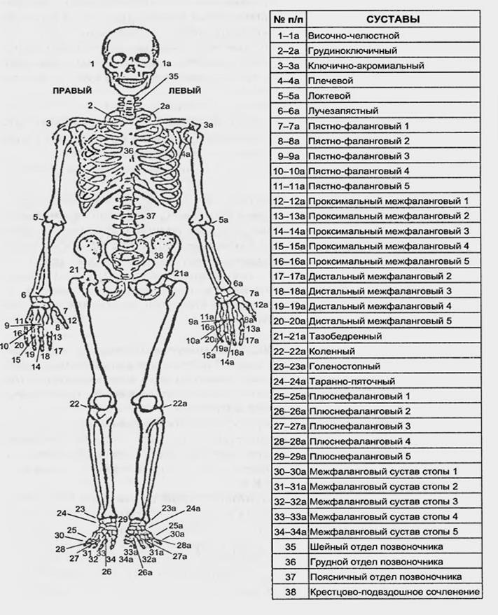 Скелет человека рисунок с названиями костей суставов