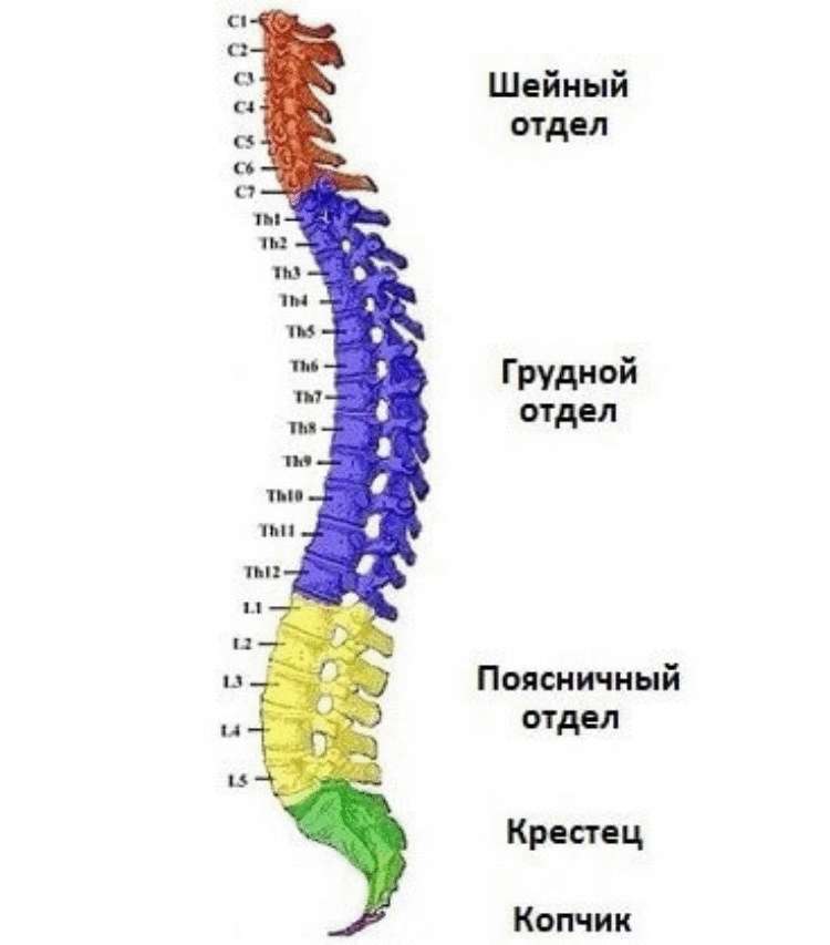 Схема строения позвоночника человека с номерами позвонков