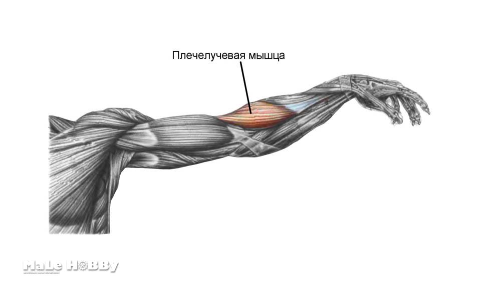 Плечелучевая мышца анатомия функции топ упражнений на брахиорадиалис