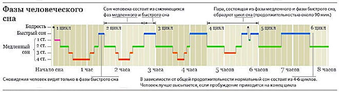 Фазы сна человека по времени (таблица)