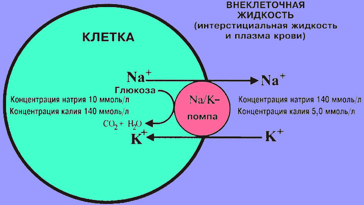 Натрий-калиевая помпа