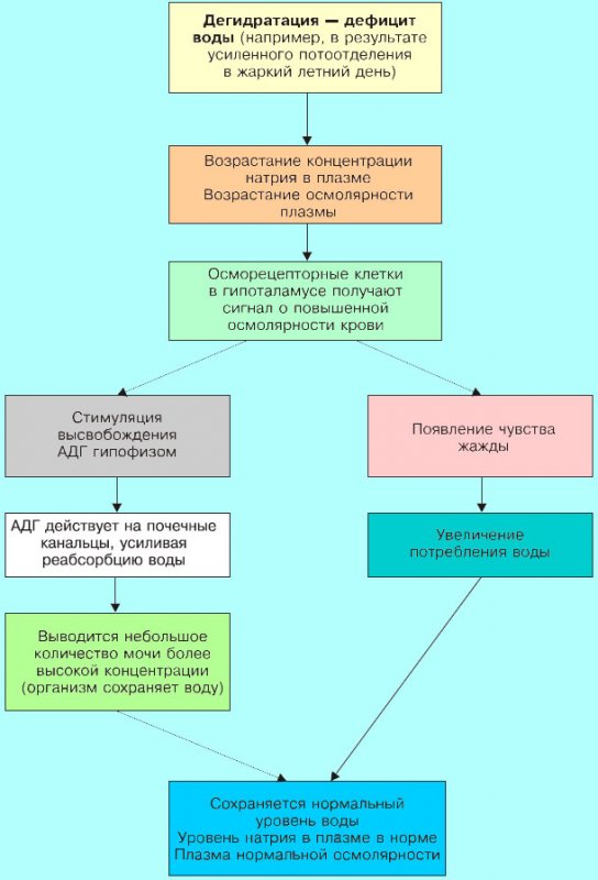 Физиологическая реакция организма при дефиците жидкости