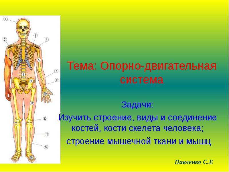 Презентация скелет человека 8 класс биология