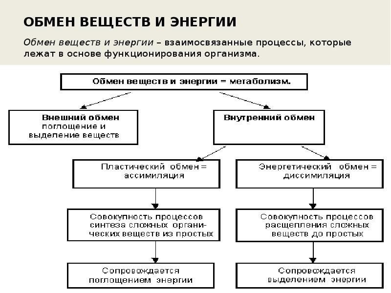 Работа обмена веществ. Обмен веществ и энергии. Схема обмена веществ и энергии. Обмен веществ 8 класс. Обмен веществ взаимосвязанные процессы.