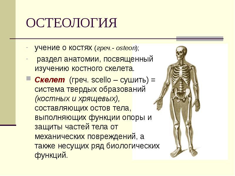 Костная система презентация