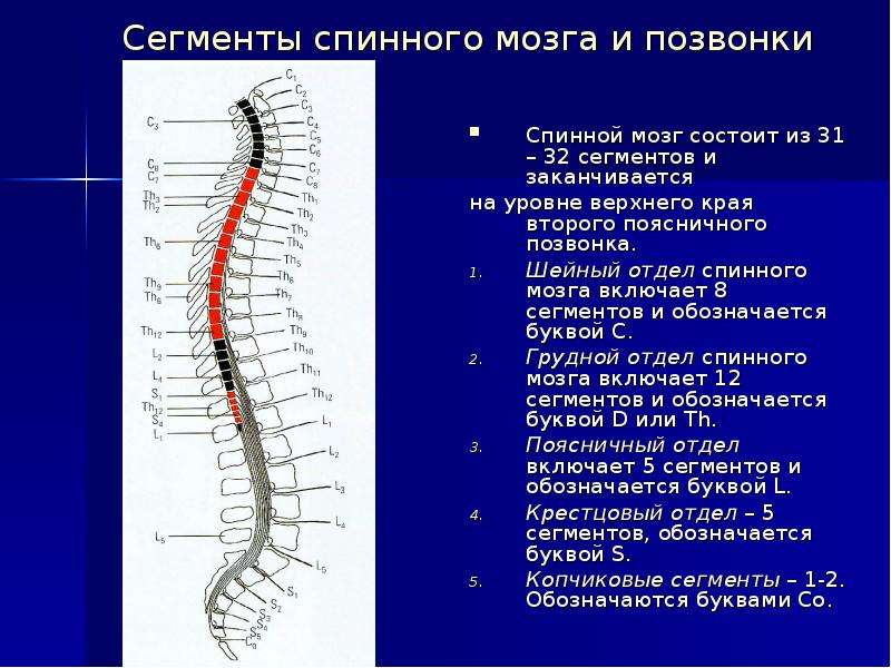 Топографическая анатомия позвоночного столба презентация