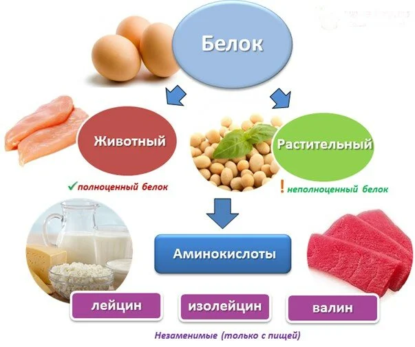 белок в продуктах