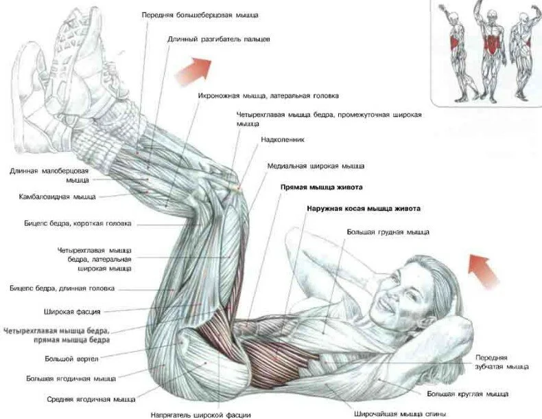 мышцы в области пресса