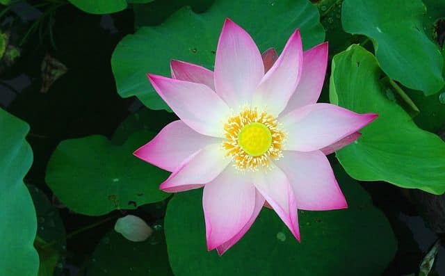 Lotus Flower