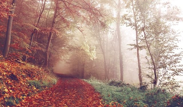 Nature Pathway