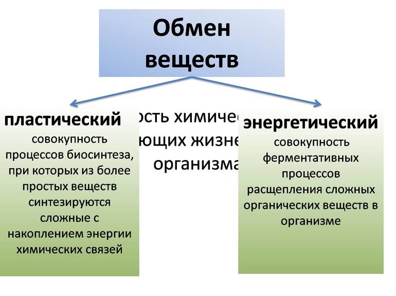 Синтез белков, углеводов, жирных кислот, нуклеотидов