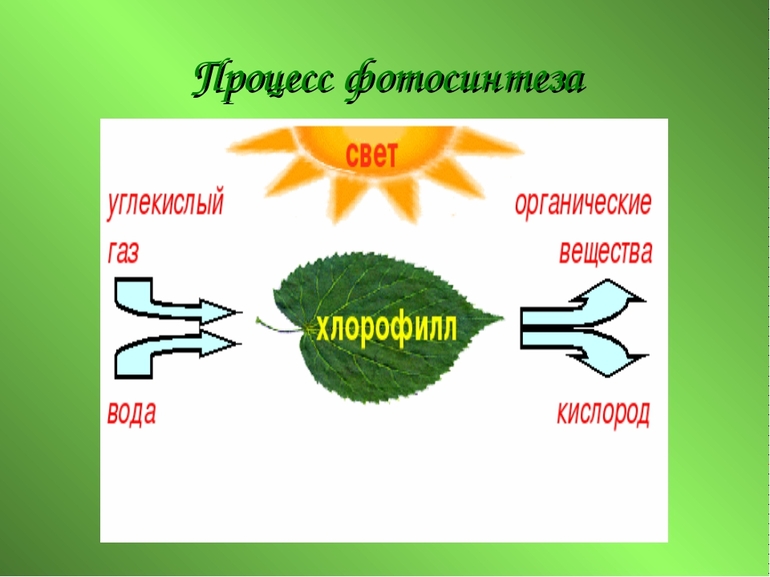 Взаимосвязь пластического и энергетического обмена