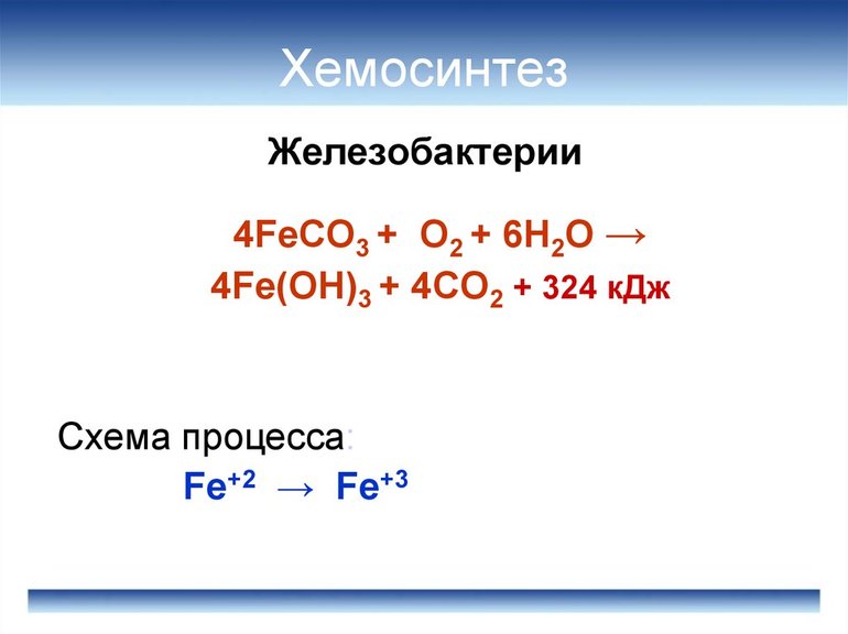 Пластический обмен: этапы и реакции биосинтеза веществ в живой клетке