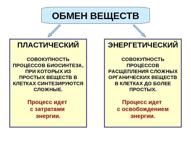 Взаимосвязь пластического и энергетического обмен