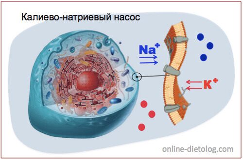 Калиево-натриевый насос. Как это работает