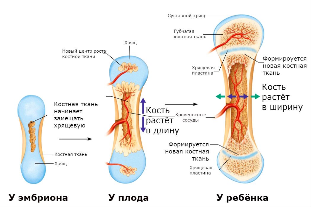 Управляемый рост кости. Развитие трубчатых костей. Кость строение. Строение костей у детей.