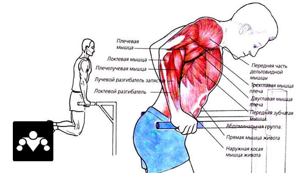 Какие мышцы работают при отжимании на брусьях в картинках