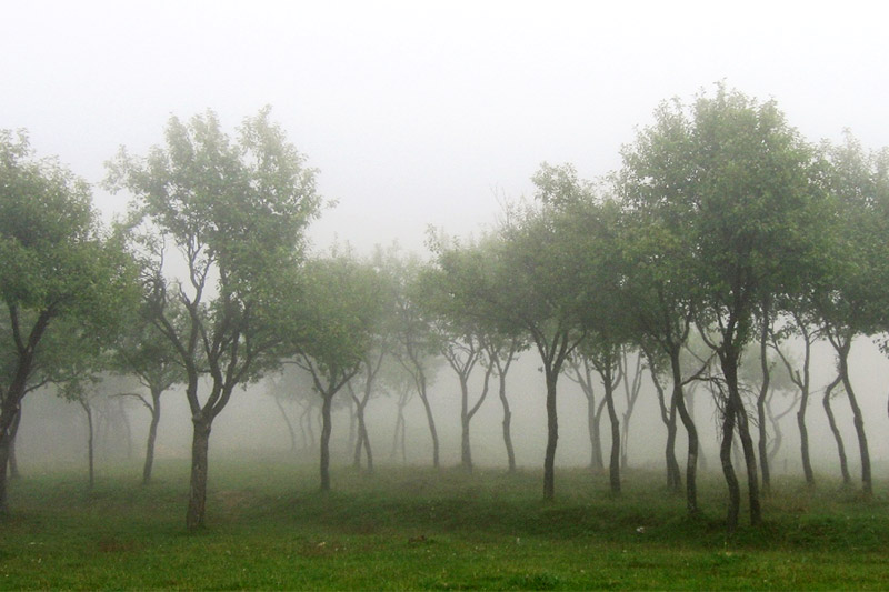 Why Have a Life Purpose: Fog in a forest