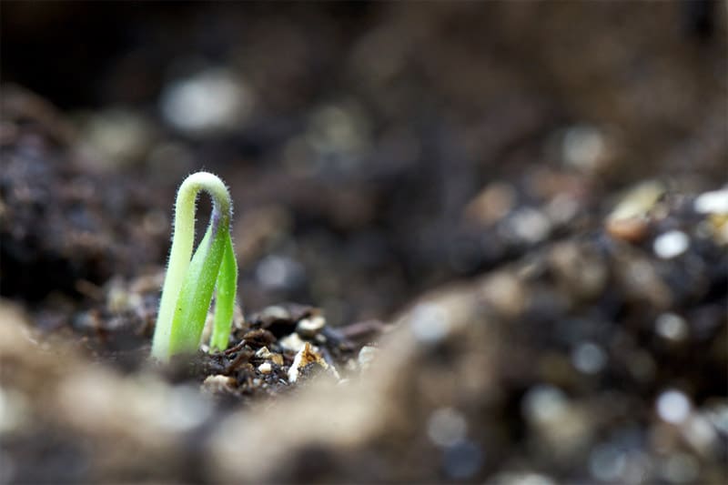 Seedling