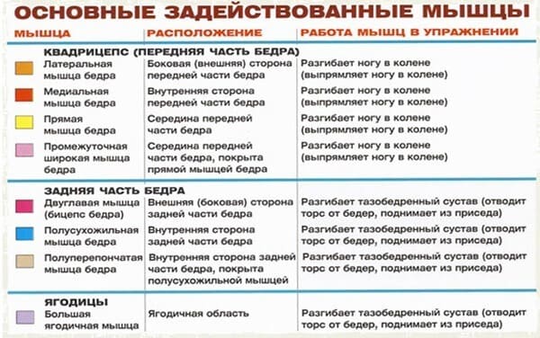 Задействованные мышцы в упражнении для ног: приседания со штангой на плечах 