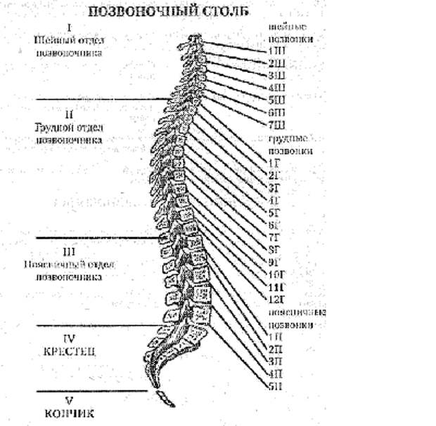 Отделы позвоночника человека схема