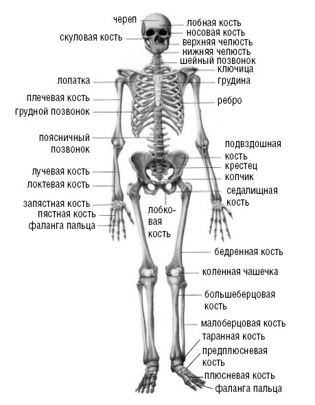 Скелет человека рисунок с названиями