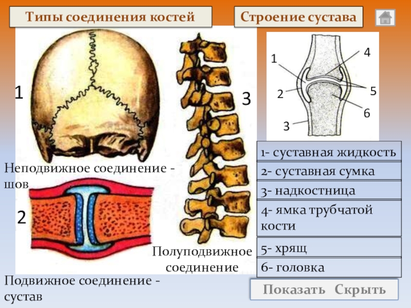 Типы соединения костей человека презентация