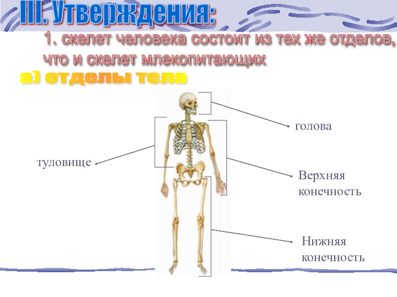 Отделы скелета человека 8 класс