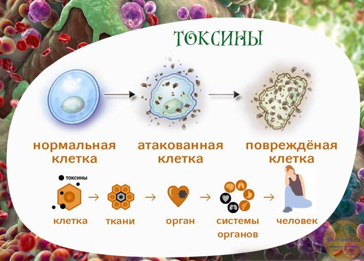 Токсины читать на русском. Что такое токсины в организме человека. Накопление токсических веществ в организме. Здоровая клетка.