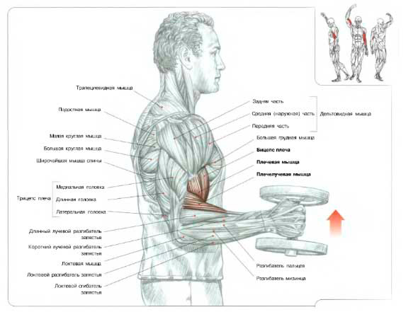 Молотковые сгибания на плечелучевую мышцу