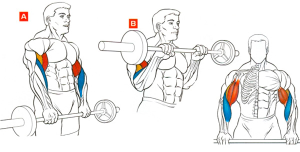Подъём штанги на бицепс обратным хватом для предплечий