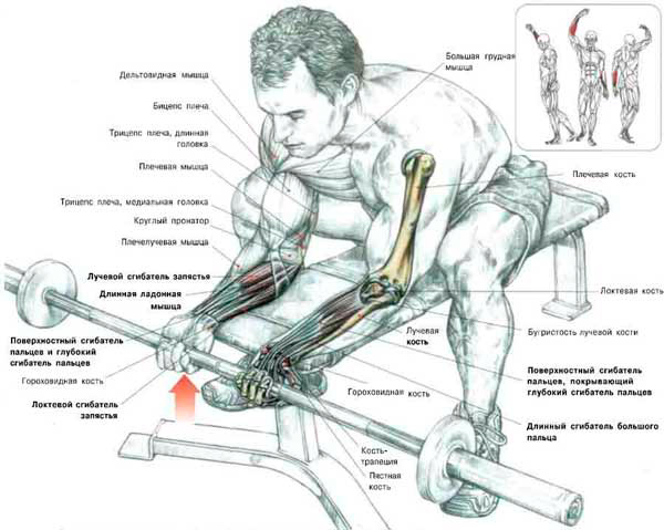 Сгибания штанги на бицепс, сидя на скамье