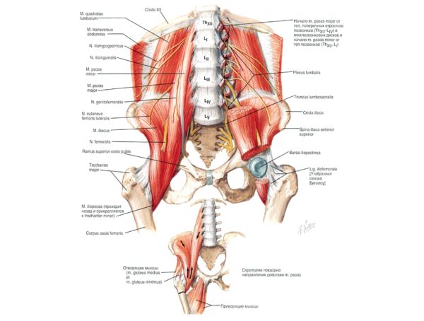 Анатомия поясничного отдела