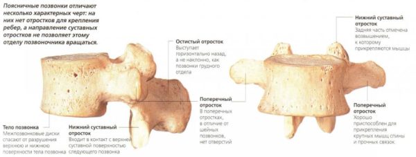 Поясничные позвонки